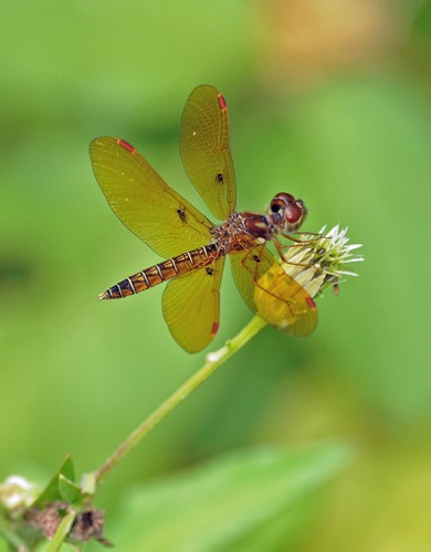Male
2008_09_11_FL